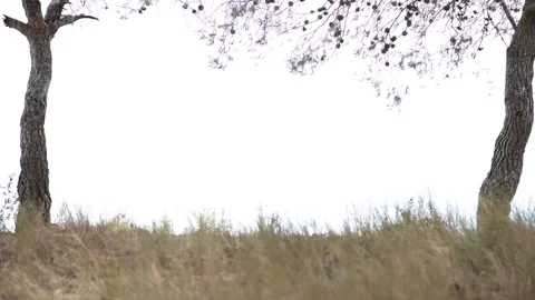 A beautiful landscape in the middle of a forest Stock Footage 153271279