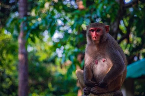 A beautiful landscape of a monkey Stock Photos