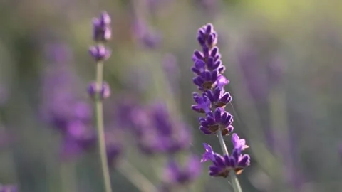 Beautiful landscape of nature with a panoramic view. Stock Footage 296086314