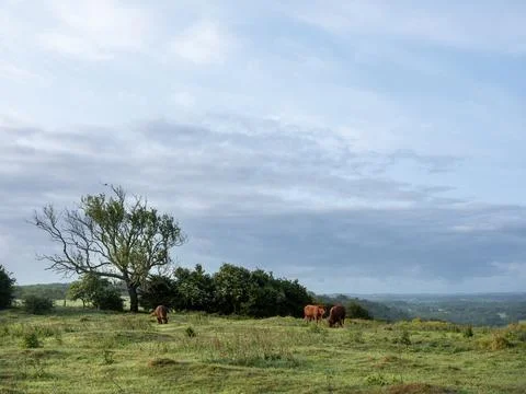 Beautiful landscape of north downs in kent with brown cows on early morning.. Stock Photos