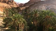 Beautiful Landscape Of Oasis In Africa. Palm Trees Plant In Sahara. 4K Video. Stock Footage