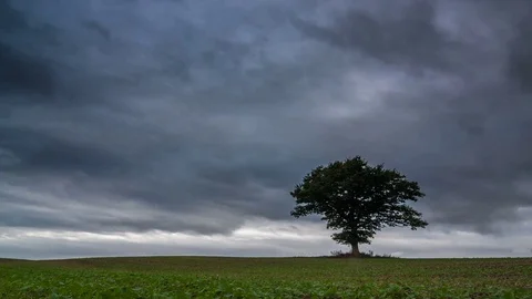 Beautiful landscape of old Oak tree Stock Footage 76453638