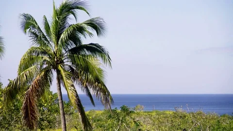 Beautiful landscape with a palm tree. Stock Footage 72486815