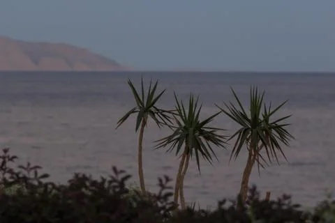 Beautiful landscape with palm trees Stock Photos