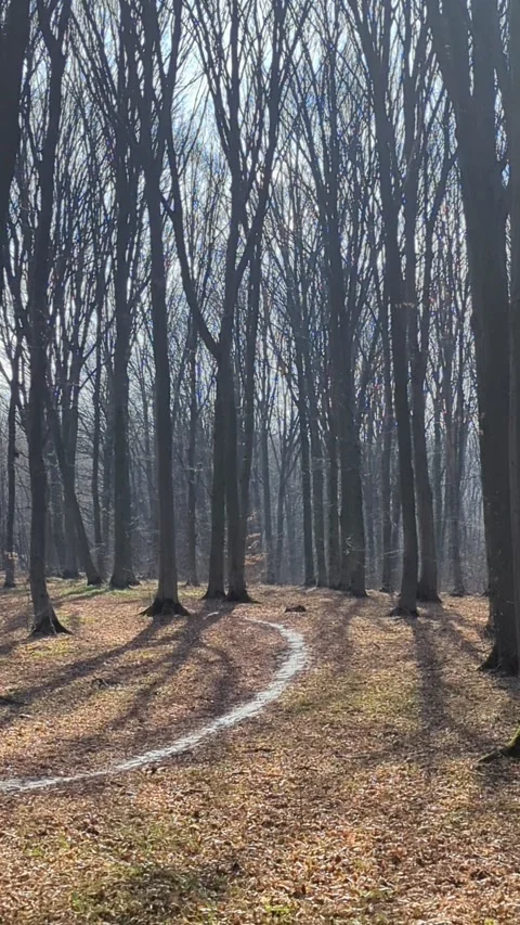 Beautiful landscape with a path in the forest Stock Footage 267689769
