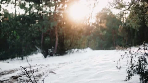 Beautiful landscape in the pine forest at the sunset in winter Vídeo Stock 169502238