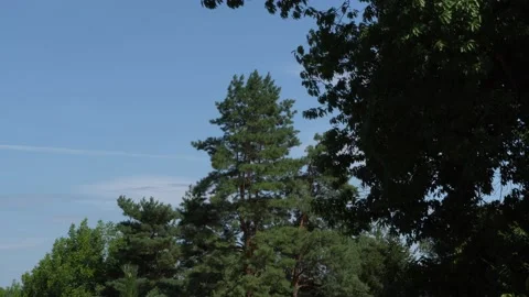 Beautiful landscape with pine trees and red oak on the right on windy summer day Stock Footage 136291583