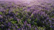 Beautiful Landscape - Purple Flower Field Aerial View. Romantic, Dreamy And Stock Footage