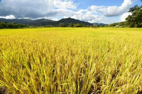 The beautiful landscape of rice fields Stock Photos