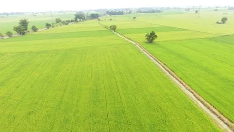 The beautiful landscape of rice fields Stock Photos