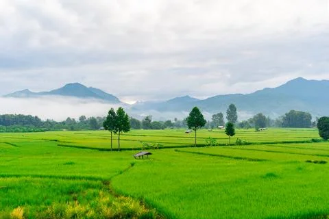 Beautiful landscape with rice paddy fields and morning fog in Nan, Thailand Stock Photos