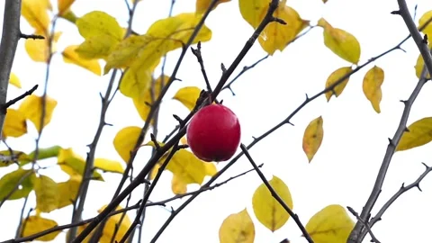 Beautiful landscape on the ripened apple fruit Stock-Footage 129762025