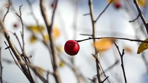 Beautiful landscape on the ripened apple fruit Stock-Footage 129762211