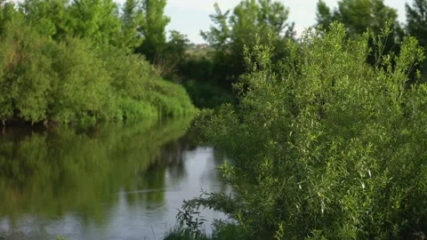 Beautiful landscape of the river against the backdrop of green trees. Stock Footage 171409584