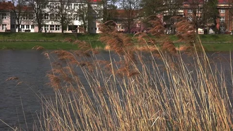 Beautiful landscape by the river Stock Footage 311022571