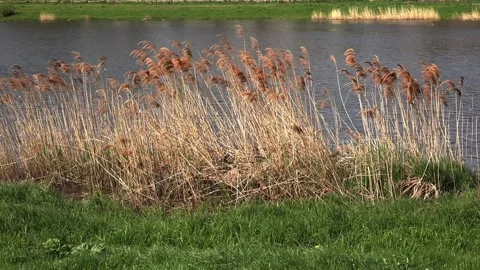 Beautiful landscape by the river Stock Footage 311022574