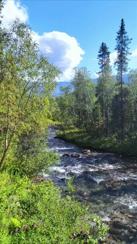 Beautiful landscape with a river in the forest. Video stock 292537892