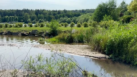 Beautiful landscape with river, trees and green bushes Stock Footage 249016080