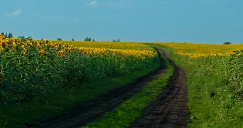 Beautiful landscape, a road between fields, golden sunflowers. Rural road in a Stock Footage 160517543
