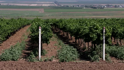 Beautiful Landscape With Rows Of Vineyards On A Cloudy Summer Day. Stock-Footage 170459051