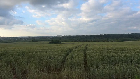 Beautiful landscape. Rye field Stock Footage 100871013