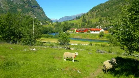Beautiful landscape of the sheep in Flam valley Stock Photos