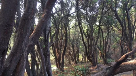 Beautiful Landscape of Slanted Trees Inside a Dense Mountain Forest Video stock 346814516