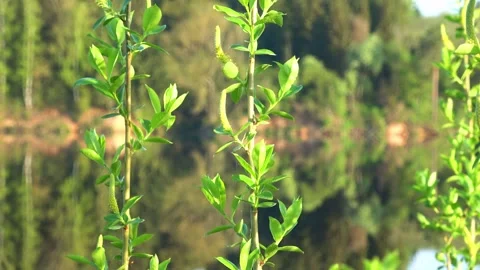 Beautiful landscape of spring nature Stock Footage 274200283