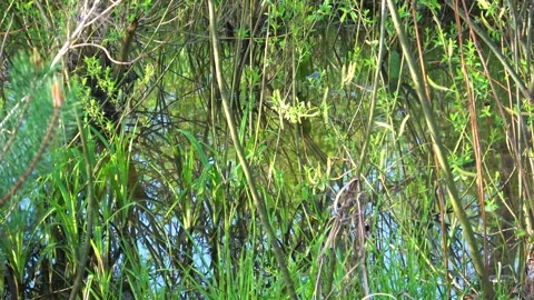 Beautiful landscape of spring nature Stock Footage 274200498