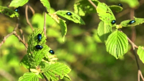 Beautiful landscape of spring nature 動画素材 274200922