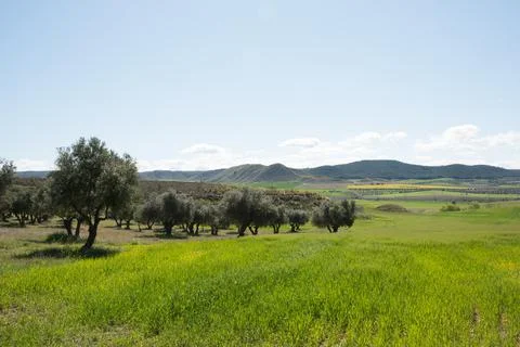 Beautiful landscape in springtime. Green fields, trees and blue sky. Los Cerr Stock Photos