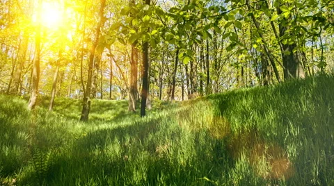 Beautiful landscape of summer green forest. Nature background Stock Footage