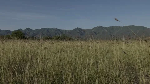 A beautiful landscape surrounded by ears Stock Footage 276972318