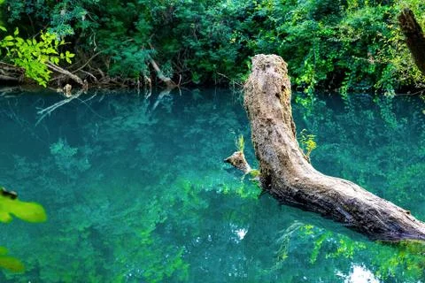 Beautiful landscape. A tree lying on the surface of the water in which the en Stock Photos