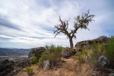 Beautiful landscape of trees grows between the huge granite rocks Stock Photos