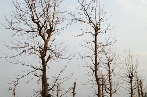 Beautiful Landscape with trees Stock Photos