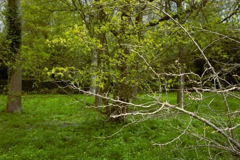 Beautiful landscape with trees in the spring Stock Photos