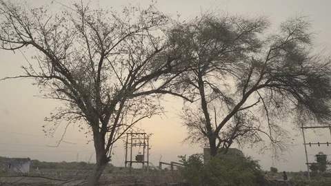 Beautiful landscape of trees in sunset Stock Footage 121843325