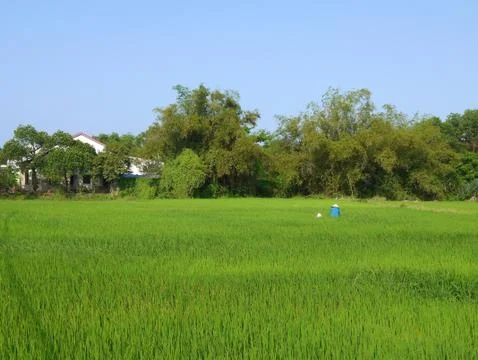 Beautiful landscape with view of a farmer working in a big green rice field i Stock Photos
