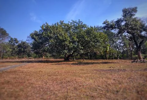 Beautiful landscape view of a tree standing in the center of the ground. Stock Photos