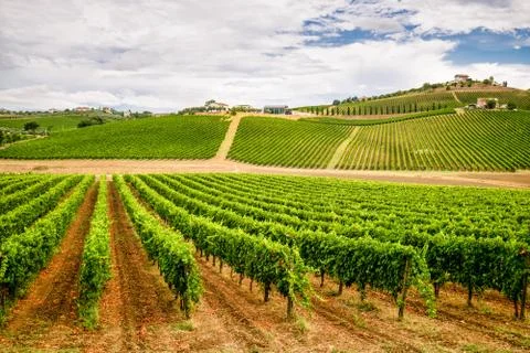 Beautiful landscape of Vineyards in Abruzzo Stock Photos