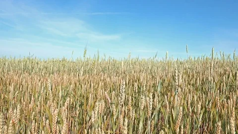 Beautiful Landscape of the Wheat Field with sun shine and clouds behind. 4K Stock-Footage 80236916
