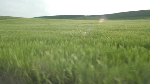 Beautiful Landscape Of Wheat Stock Footage 51805277
