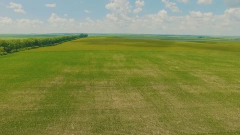 Beautiful landscape with wheatfields 4K. Aerial view Stock Footage