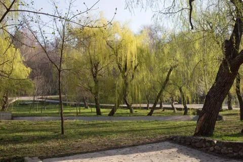 Beautiful landscape on willow. Stock Photos