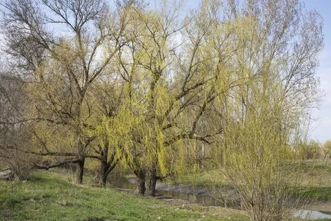 Beautiful landscape with the willows. Stock Photos