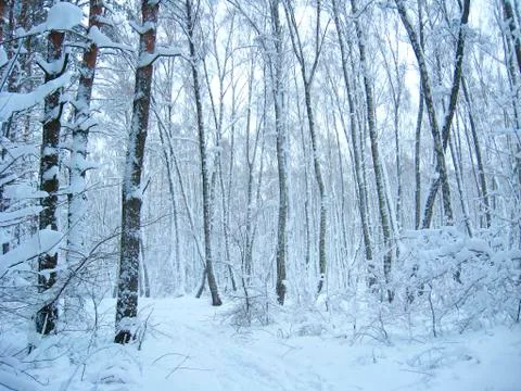 Beautiful landscape in winter forest. Path in frosty wood Stock Photos