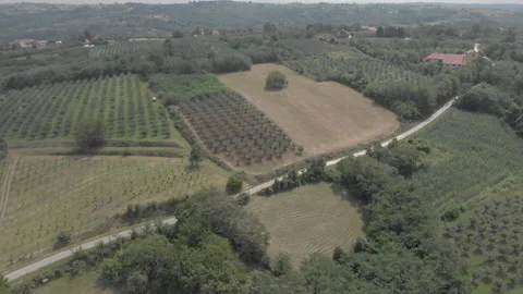 Beautiful landscapes of fields and orchards in summer Vídeo Stock 138462576