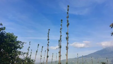 Beautiful landscapes in the mountains of Central Java Stock-Fotos