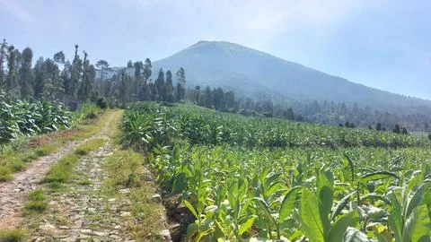 Beautiful landscapes in the mountains of Central Java Stock Photos